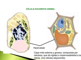 Pared celular
CÉLULA EUCARIOTA ANIMAL
Capa más externa y gruesa, compuesta por
celulosa, que da rigidez e impermeabilidad a la
célula. Une células adyacentes.
 