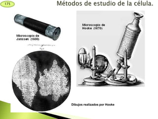 Dibujos realizados por Hooke
175
 