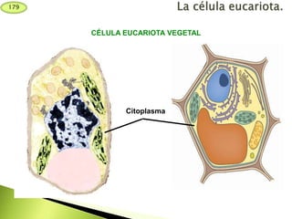 Citoplasma
CÉLULA EUCARIOTA VEGETAL
179
 