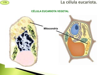 Mitocondria
CÉLULA EUCARIOTA VEGETAL
179
 
