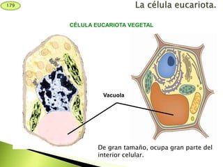 Vacuola
De gran tamaño, ocupa gran parte del
interior celular.
CÉLULA EUCARIOTA VEGETAL
179
 