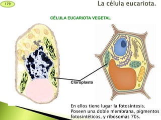 Cloroplasto
En ellos tiene lugar la fotosíntesis.
Poseen una doble membrana, pigmentos
fotosintéticos, y ribosomas 70s.
CÉLULA EUCARIOTA VEGETAL
179
 
