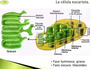 • Fase luminosa: grana
• Fase oscura: tilacoides
179
 