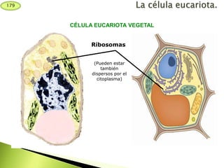 Ribosomas
(Pueden estar
también
dispersos por el
citoplasma)
CÉLULA EUCARIOTA VEGETAL
179
 