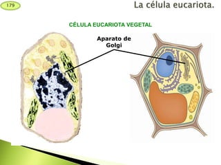Aparato de
Golgi
CÉLULA EUCARIOTA VEGETAL
179
 