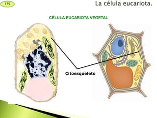Citoesqueleto
CÉLULA EUCARIOTA VEGETAL
179
 