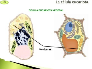 Vesículas
CÉLULA EUCARIOTA VEGETAL
179
 