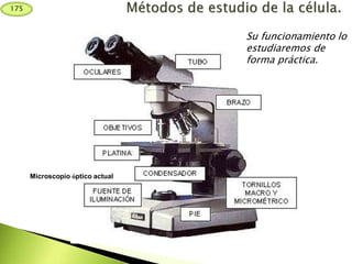 Microscopio óptico actual
175
Su funcionamiento lo
estudiaremos de
forma práctica.
 