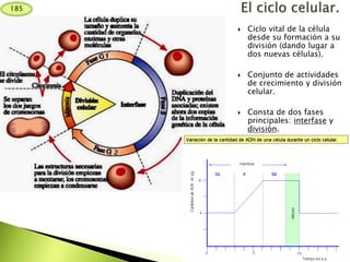 185
 Ciclo vital de la célula
desde su formación a su
división (dando lugar a
dos nuevas células).
 Conjunto de actividades
de crecimiento y división
celular.
 Consta de dos fases
principales: interfase y
división.
 
