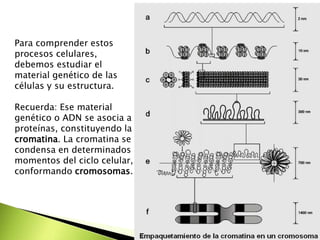 Para comprender estos
procesos celulares,
debemos estudiar el
material genético de las
células y su estructura.
Recuerda: Ese material
genético o ADN se asocia a
proteínas, constituyendo la
cromatina. La cromatina se
condensa en determinados
momentos del ciclo celular,
conformando cromosomas.
 