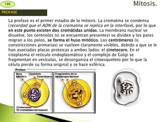 PROFASE
La profase es el primer estadio de la mitosis. La cromatina se condensa
(recordad que el ADN de la cromatina se replica en la interfase), por lo que
en este punto existen dos cromátidas unidas. La membrana nuclear se
disuelve, los centriolos (si se encuentran presentes) se dividen y los pares
migran a los polos, se forma el huso mitótico. Los centrómeros (o
constricciones primarias) se vuelven claramente visibles, debido a que se le
han asociados placas proteicas a ambos lados: el cinetocoro. En el
citoplasma el retículo endoplasmático y el complejo de Golgi se
fragmentan en vesículas, se desorganiza el citoesqueleto por lo que la
célula pierde su forma original y se hace esférica.
186
 