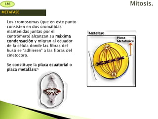 METAFASE
Los cromosomas (que en este punto
consisten en dos cromátidas
mantenidas juntas por el
centrómero) alcanzan su máxima
condensación y migran al ecuador
de la célula donde las fibras del
huso se “adhieren" a las fibras del
cinetocoro.
Se constituye la placa ecuatorial o
placa metafásica.
186
 
