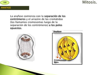 ANAFASE
La anafase comienza con la separación de los
centrómeros y el arrastre de las cromátidas
(los llamamos cromosomas luego de la
separación de los centrómeros) a los polos
opuestos.
186
 
