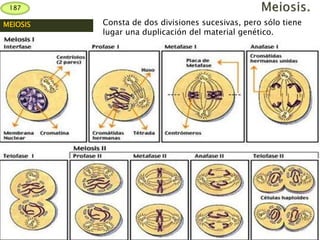 187
MEIOSIS Consta de dos divisiones sucesivas, pero sólo tiene
lugar una duplicación del material genético.
 