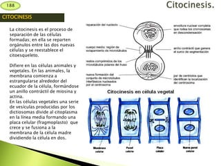 CITOCINESIS
La citocinesis es el proceso de
separación de las células
formadas; en ella se reparten
orgánulos entre las dos nuevas
células y se reestablece el
citoesqueleto.
Difiere en las células animales y
vegetales. En las animales, la
membrana comienza a
estrangularse alrededor del
ecuador de la célula, formándose
un anillo contráctil de miosina y
actina.
En las células vegetales una serie
de vesículas producidas por los
dictiosomas divide al citoplasma
en la línea media formando una
placa celular (fragmoplasto) que
crece y se fusiona a la
membrana de la célula madre
dividiendo la célula en dos.
188
 
