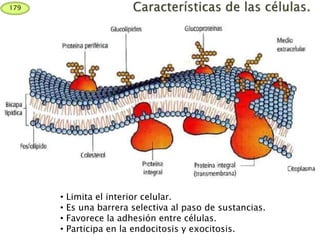 • Limita el interior celular.
• Es una barrera selectiva al paso de sustancias.
• Favorece la adhesión entre células.
• Participa en la endocitosis y exocitosis.
179
 