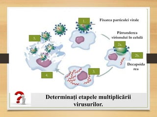 Pătrunderea
virionului în celulă
1.
2a.
2b.
3.
4.
5.
Decapsida
rea
Fixarea particulei virale
Determinați etapele multiplicării
virusurilor.
 