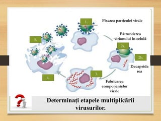 Pătrunderea
virionului în celulă
Fabricarea
componentelor
virale
1.
2a.
2b.
3.
4.
5.
Decapsida
rea
Fixarea particulei virale
Determinați etapele multiplicării
virusurilor.
 