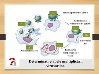 Pătrunderea
virionului în celulă
Fabricarea
componentelor
virale
Autoasamblarea
1.
2a.
2b.
3.
4.
5.
Decapsida
rea
Fixarea particulei virale
Determinați etapele multiplicării
virusurilor.
 