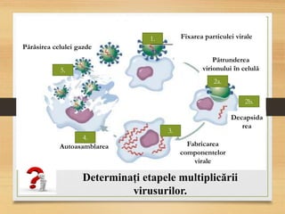 Pătrunderea
virionului în celulă
Fabricarea
componentelor
virale
Autoasamblarea
1.
2a.
2b.
3.
4.
5.
Decapsida
rea
Fixarea particulei virale
Părăsirea celulei gazde
Determinați etapele multiplicării
virusurilor.
 