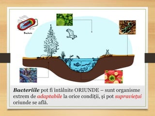 Bacteriile pot fi întâlnite ORIUNDE – sunt organisme
extrem de adaptabile la orice condiții, și pot supraviețui
oriunde se află.
 