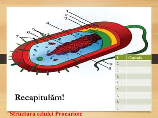 Structura celulei Procariote
1. Capsula
2.
3.
4.
5.
6.
7.
8.
9.
Recapitulăm!
 