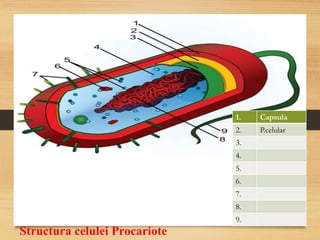 Structura celulei Procariote
1. Capsula
2. P.celular
3.
4.
5.
6.
7.
8.
9.
 