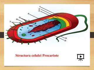 Structura celulei Procariote
 