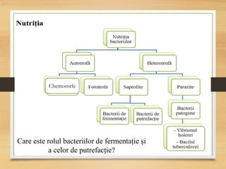 Chemotorfe
Care este rolul bacteriilor de fermentație și
a celor de putrefacție?
 