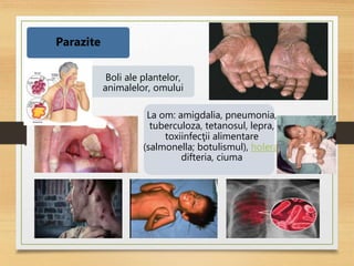 Boli ale plantelor,
animalelor, omului
La om: amigdalia, pneumonia,
tuberculoza, tetanosul, lepra,
toxiinfecţii alimentare
(salmonella; botulismul), holera,
difteria, ciuma
Parazite
 