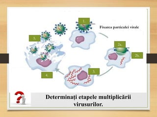 Fixarea particulei virale
1.
2a.
2b.
3.
4.
5.
Determinați etapele multiplicării
virusurilor.
 