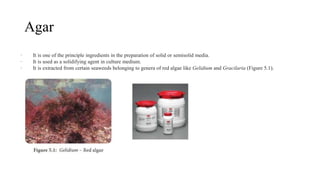 Agar
· It is one of the principle ingredients in the preparation of solid or semisolid media.
· It is used as a solidifying agent in culture medium.
· It is extracted from certain seaweeds belonging to genera of red algae like Gelidium and Gracilaria (Figure 5.1).