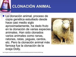 CLONACIÓN ANIMAL La clonación animal, proceso de copia genética estudiado desde hace casi medio siglo aproximadamente, ha dado fruto en la clonación de varias especies animales. Han sido clonados varios animales como ranas, ratones, ratas, yeguas, cerdos, etc. Pero la clonación animal más famosa fue la clonación de la oveja Dolly.  http://lh4.ggpht.com/antonio.velazquez/R7RT0YoSpXI/AAAAAAAABLg/A9zzRQmPX90/dolly%5B5%5D.jpg 