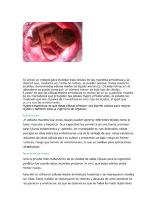 1 BAHA G2 CELULAS MADRE