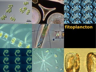 fitoplancton
 