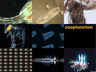 zooplancton
 