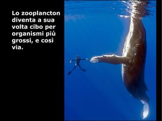 Lo zooplanctonLo zooplancton
diventa a suadiventa a sua
volta cibo pervolta cibo per
organismi piùorganismi più
grossi, e cosìgrossi, e così
via.via.
 