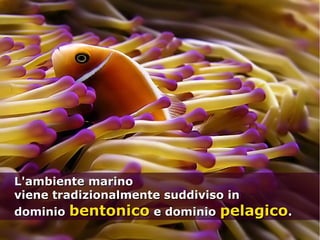 L'ambiente marinoL'ambiente marino
viene tradizionalmente suddiviso inviene tradizionalmente suddiviso in
dominiodominio bentonicobentonico e dominioe dominio pelagicopelagico..
 