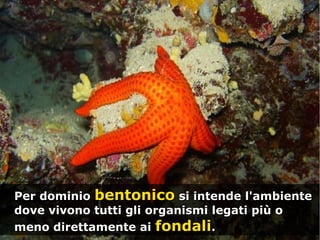 Per dominioPer dominio bentonicobentonico si intende l'ambientesi intende l'ambiente
dove vivono tutti gli organismi legati più odove vivono tutti gli organismi legati più o
meno direttamente aimeno direttamente ai fondalifondali..
 