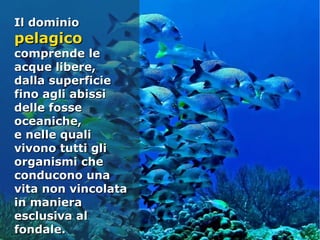 Il dominioIl dominio
pelagicopelagico
comprende lecomprende le
acque libere,acque libere,
dalla superficiedalla superficie
fino agli abissifino agli abissi
delle fossedelle fosse
oceaniche,oceaniche,
e nelle qualie nelle quali
vivono tutti glivivono tutti gli
organismi cheorganismi che
conducono unaconducono una
vita non vincolatavita non vincolata
in manierain maniera
esclusiva alesclusiva al
fondale.fondale.
 
