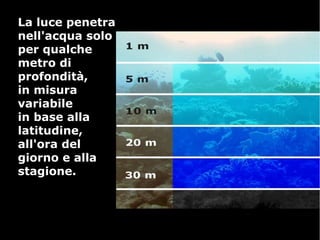 La luce penetraLa luce penetra
nell'acqua solonell'acqua solo
per qualcheper qualche
metro dimetro di
profondità,profondità,
in misurain misura
variabilevariabile
in base allain base alla
latitudine,latitudine,
all'ora delall'ora del
giorno e allagiorno e alla
stagione.stagione.
 
