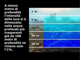 A mezzoA mezzo
metro dimetro di
profonditàprofondità
l'intensitàl'intensità
della luce si èdella luce si è
dimezzata;dimezzata;
nelle acquenelle acque
profonde piùprofonde più
trasparentitrasparenti
già da 100già da 100
metri dimetri di
profondità neprofondità ne
rimane solorimane solo
l'1%.l'1%.
 