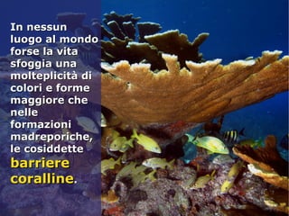 In nessunIn nessun
luogo al mondoluogo al mondo
forse la vitaforse la vita
sfoggia unasfoggia una
molteplicità dimolteplicità di
colori e formecolori e forme
maggiore chemaggiore che
nellenelle
formazioniformazioni
madreporiche,madreporiche,
le cosiddettele cosiddette
barrierebarriere
corallinecoralline..
 