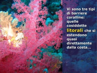 Vi sono tre tipiVi sono tre tipi
di barrieredi barriere
coralline:coralline:
quellequelle
cosiddettecosiddette
litoralilitorali che siche si
estendonoestendono
quasiquasi
direttamentedirettamente
dalla costa...dalla costa...
 