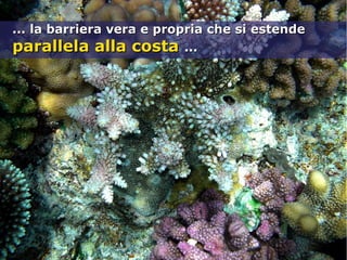 ... la barriera vera e propria che si estende... la barriera vera e propria che si estende
parallela alla costaparallela alla costa ......
 