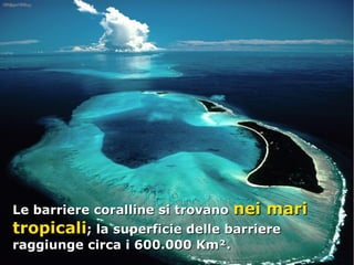 Le barriere coralline si trovanoLe barriere coralline si trovano nei marinei mari
tropicalitropicali; la superficie delle barriere; la superficie delle barriere
raggiunge circa i 600.000 Km².raggiunge circa i 600.000 Km².
 