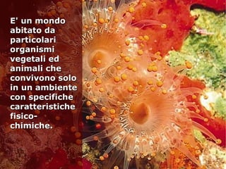 L’ECOSISTEMA
MARINO
E' un mondoE' un mondo
abitato daabitato da
particolariparticolari
organismiorganismi
vegetali edvegetali ed
animali cheanimali che
convivono soloconvivono solo
in un ambientein un ambiente
con specifichecon specifiche
caratteristichecaratteristiche
fisico-fisico-
chimiche.chimiche.
 