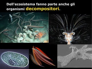 Dell'ecosistema fanno parte anche gliDell'ecosistema fanno parte anche gli
organismiorganismi decompositoridecompositori..
 