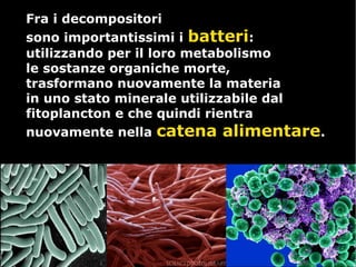 Fra i decompositoriFra i decompositori
sono importantissimi isono importantissimi i batteribatteri::
utilizzando per il loro metabolismoutilizzando per il loro metabolismo
le sostanze organiche morte,le sostanze organiche morte,
trasformano nuovamente la materiatrasformano nuovamente la materia
in uno stato minerale utilizzabile dalin uno stato minerale utilizzabile dal
fitoplancton e che quindi rientrafitoplancton e che quindi rientra
nuovamente nellanuovamente nella catena alimentarecatena alimentare..
 
