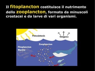 IlIl fitoplanctonfitoplancton costituisce il nutrimentocostituisce il nutrimento
dellodello zooplanctonzooplancton, formato da minuscoli, formato da minuscoli
crostacei e da larve di vari organismi.crostacei e da larve di vari organismi.
 